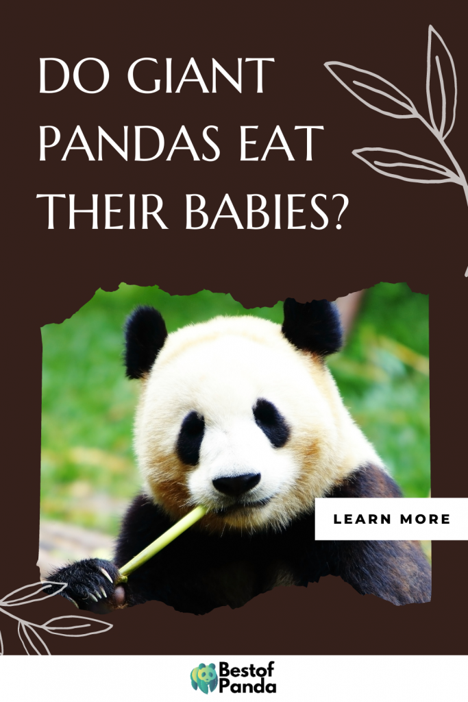 Do Giant Pandas Eat their Babies?