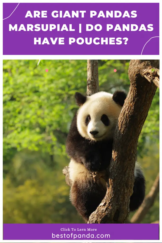 Pinterest Pin: Do Pandas Have Pouches