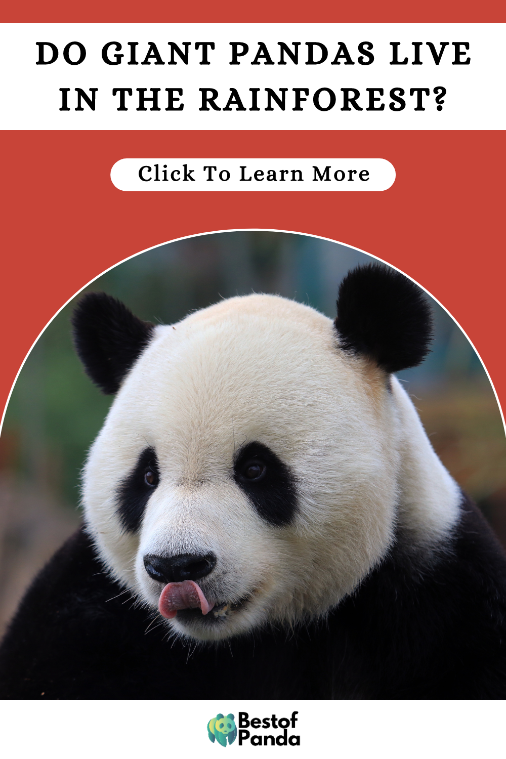 Do Giant Pandas Live in the Rainforest? (Solved!)