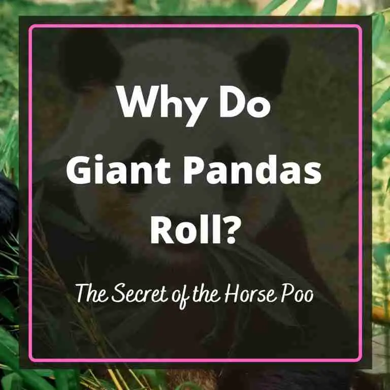 Why Do Giant Pandas Roll Around