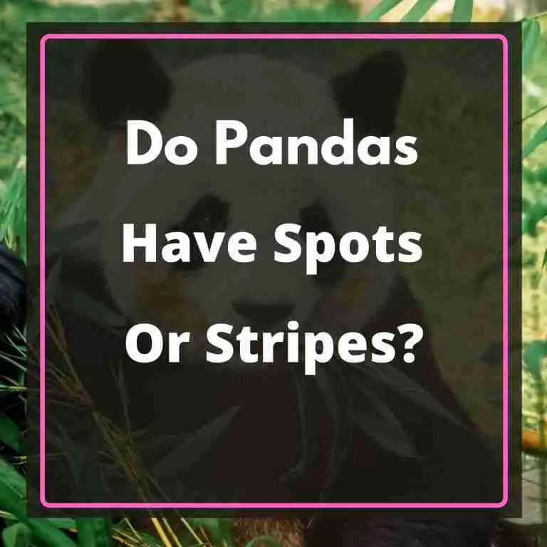 Do Giant Pandas have Spots or Stripes