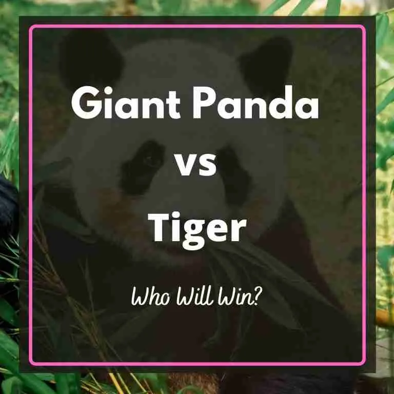Giant Panda Vs Tiger Who Will Win