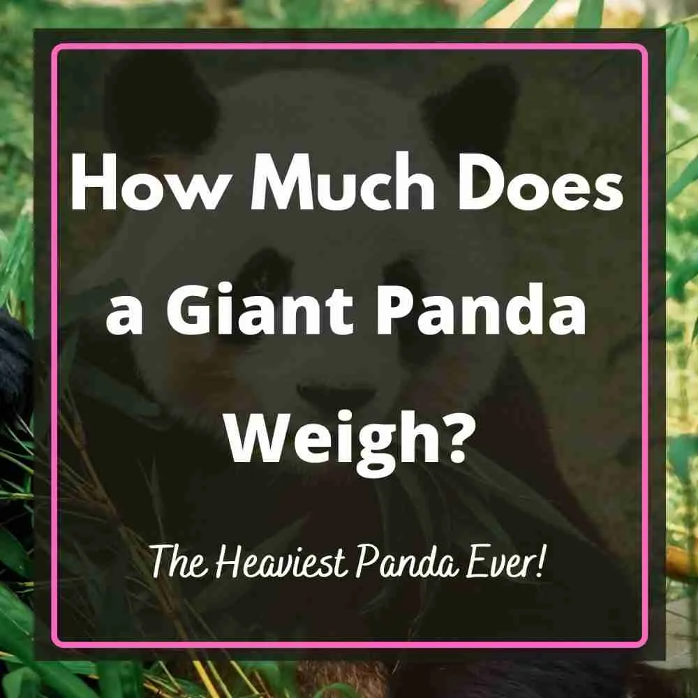 How Much Does a Giant Panda Weigh? (4 Things You Should Know)