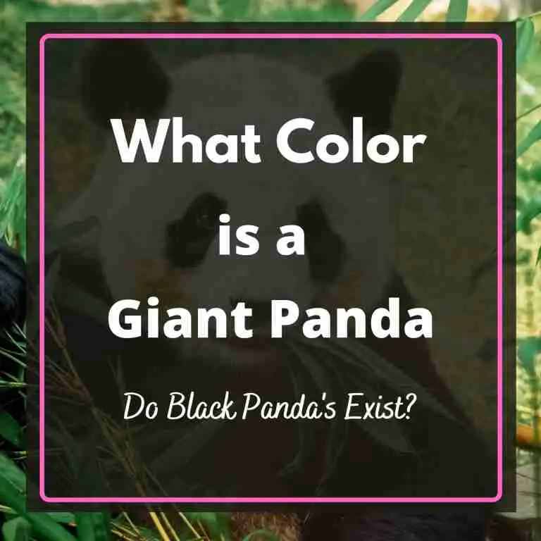 Feature Image: What Color is a Giant Panda