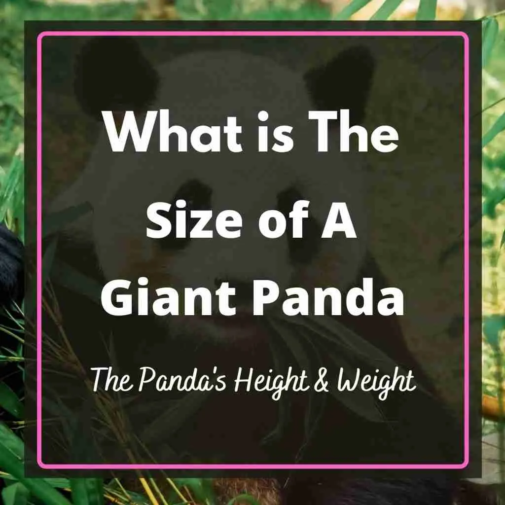 what-is-the-size-of-a-giant-panda-explained