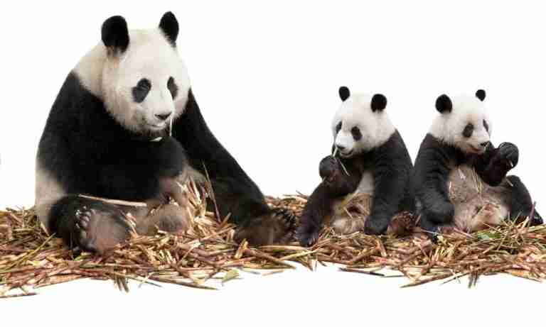 How Do Pandas Reproduce? (9 Questions Answered!)