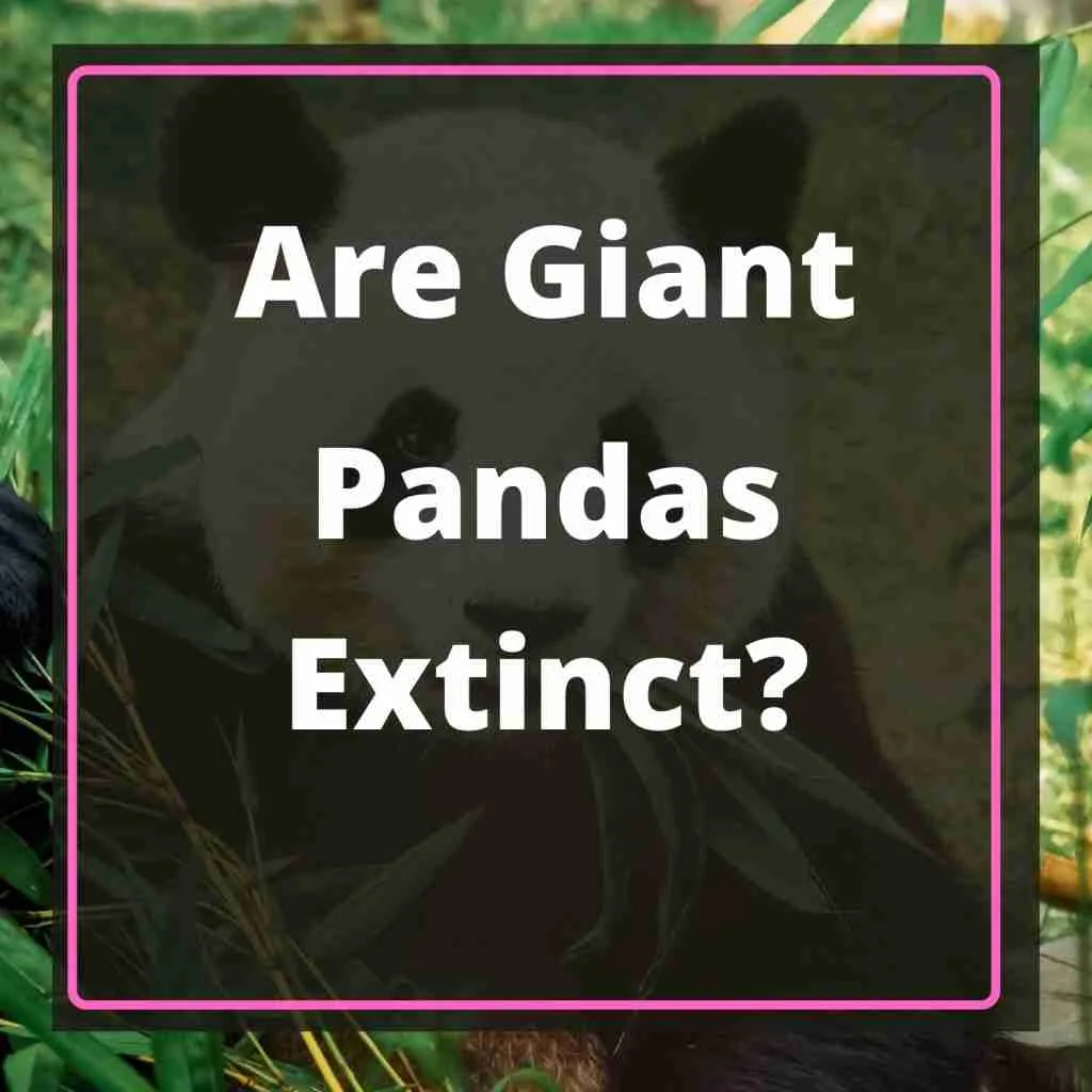 Are Giant Pandas Extinct? (5 Top Reasons For Extinction)