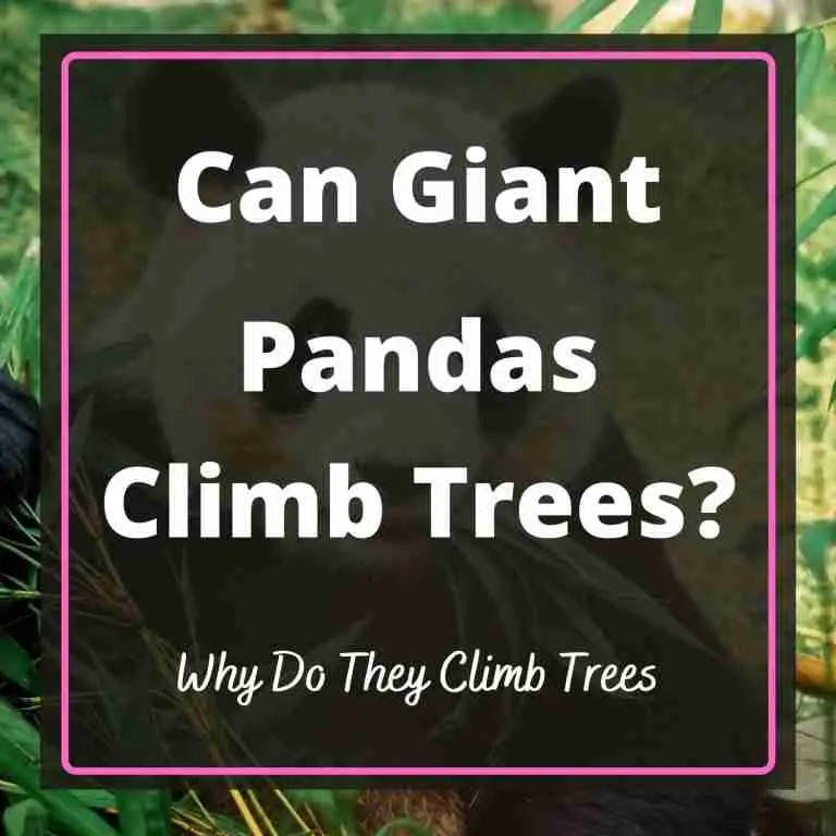 Can Giant Pandas Climb Trees Blog