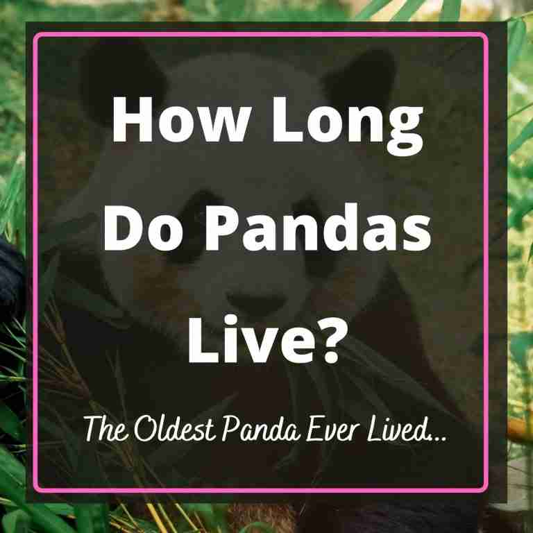 How Long Do Pandas Live? (The Oldest Panda Revealed)