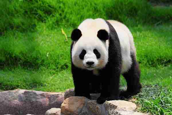 what-do-giant-pandas-need-to-survive-explained