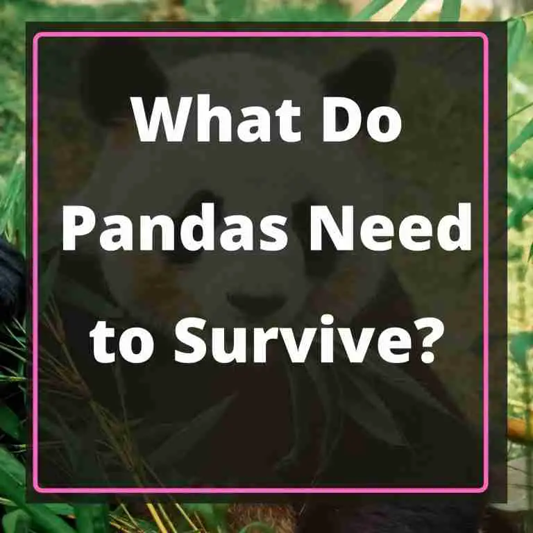 What Do Giant Pandas Need to Survive - Blog