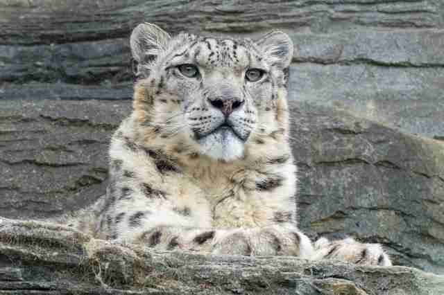 A picture of snow leopard as a predator of giant pandas