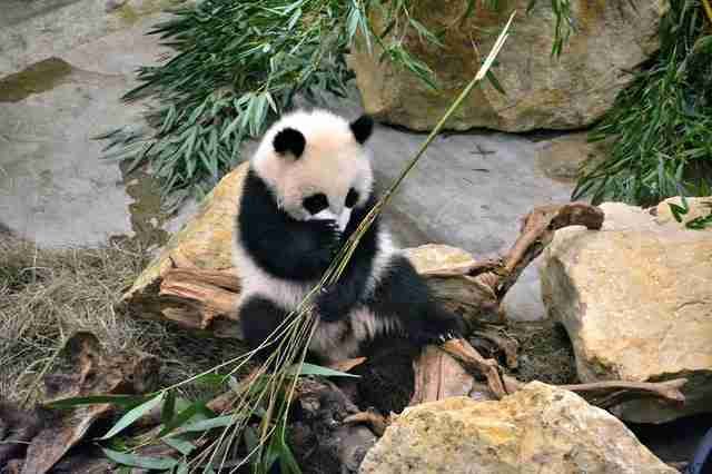 A photo of giant panda eating bamboo