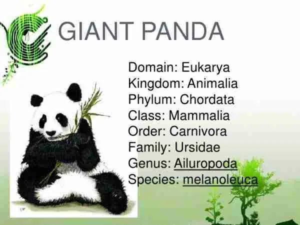 What Is The Scientific Name For A Giant Panda? [Explained]