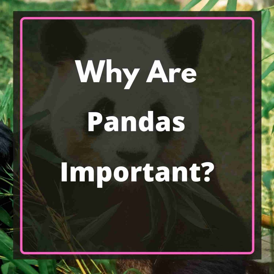 Why Are Giant Pandas Important? (Explained)