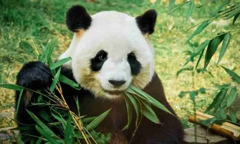 Why Are Giant Pandas Important? (Explained)