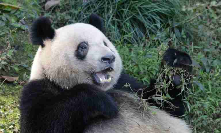 Why Are Giant Pandas Important? (Explained)