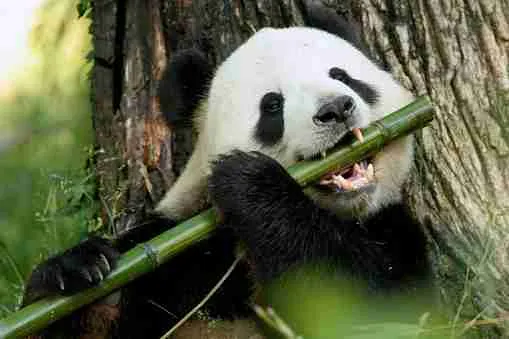 Giant panda eating bamboo as a primary source of food