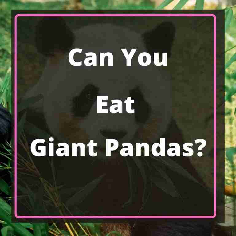 Can You Eat Giant Pandas? (Why You Should Not Eat Pandas)