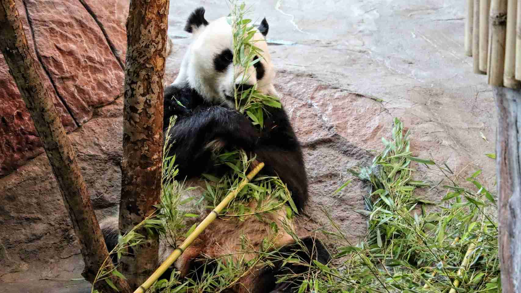 What Zoos Have Giant Pandas? (6 Zoos To Visit)