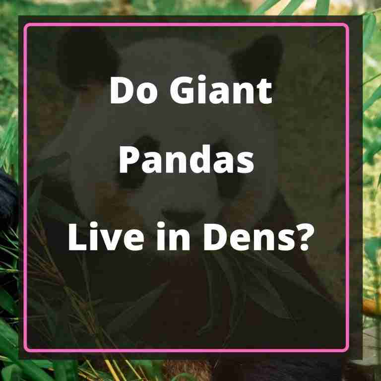 Do Giant Pandas Live in Dens? (Must Read!)