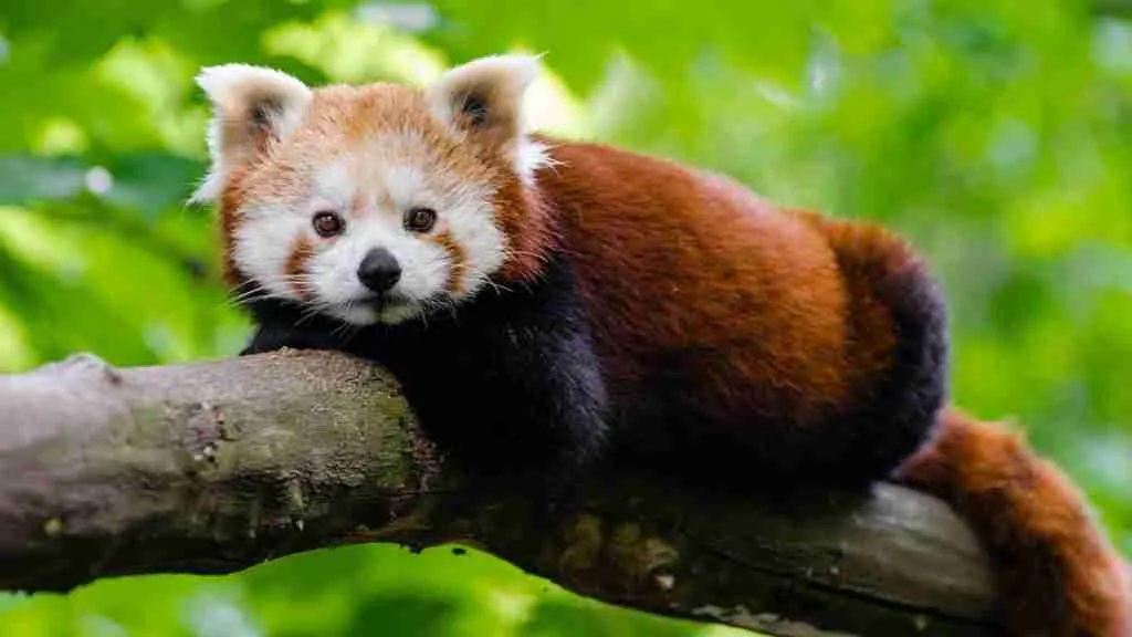 A red panda lying on a tree in the wild
