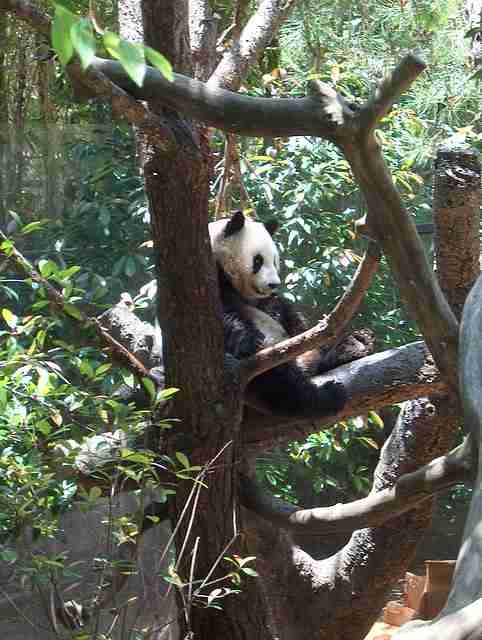 A female giant panda sitting on a tree