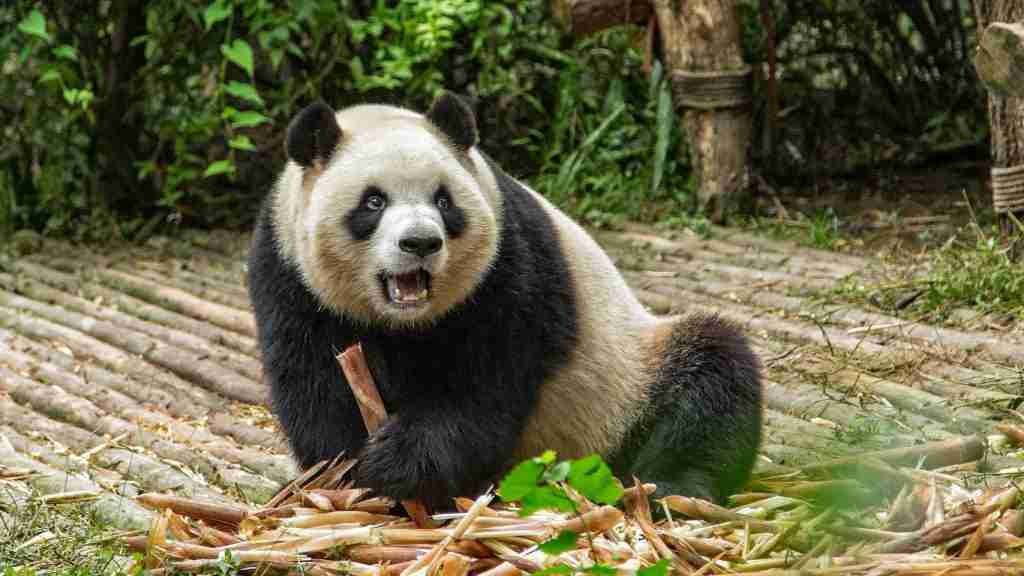 A giant panda in a Chinese zoo.