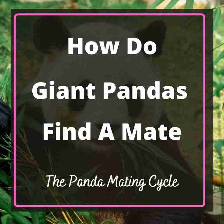 How Do Giant Pandas Find a Mate? [Explained]