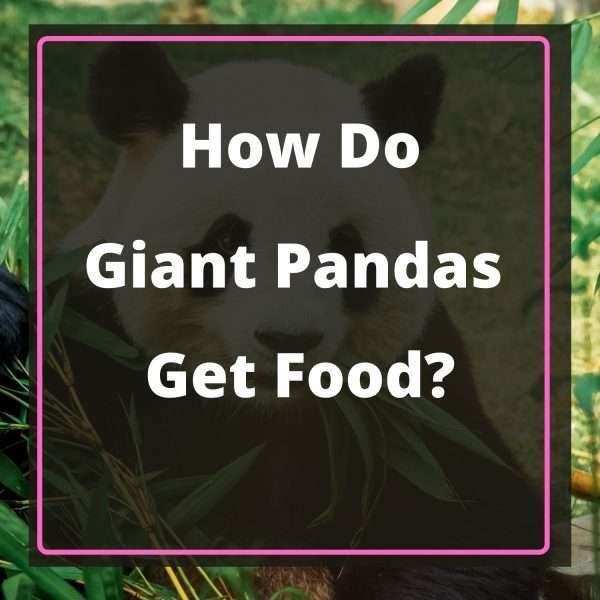 How Do Giant Pandas Get Their Food? (Explained)