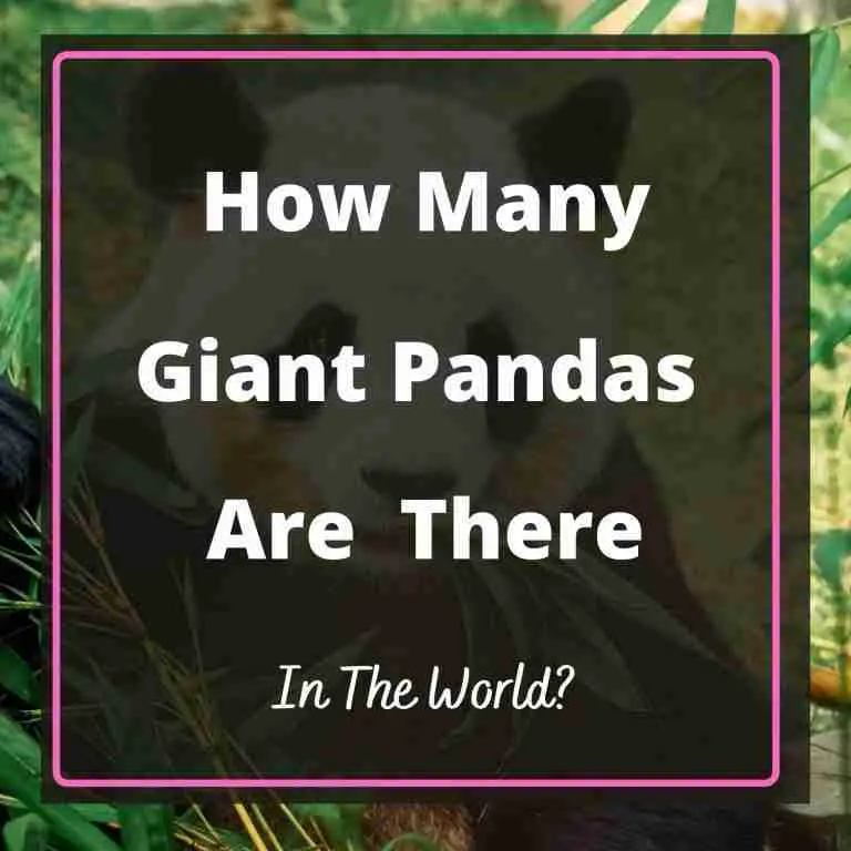 How Many Giant Pandas Are Left In The World? (2022 Updated)