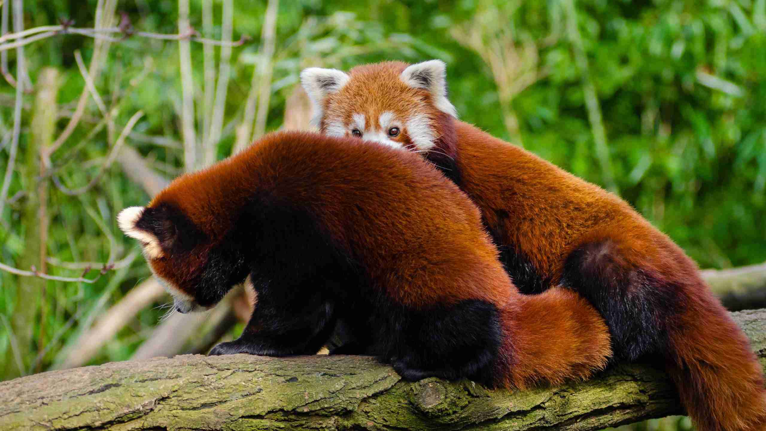 How Often Do Red Pandas Have Babies? (Explained)