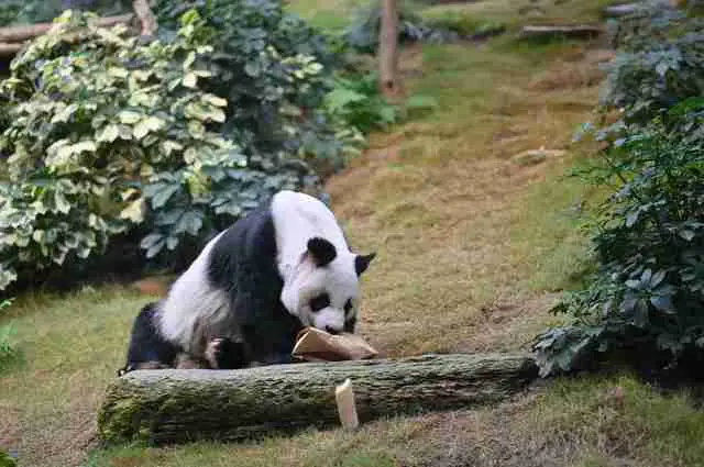 A giant panda curiously sniffing a parcel for traps