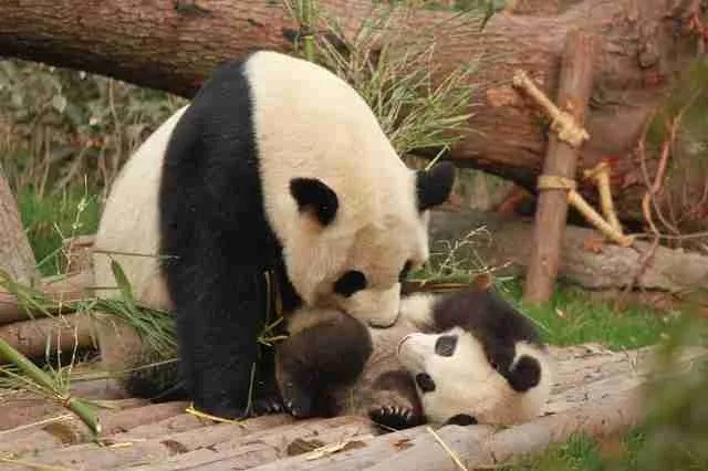 A femal giant panda nursing her baby