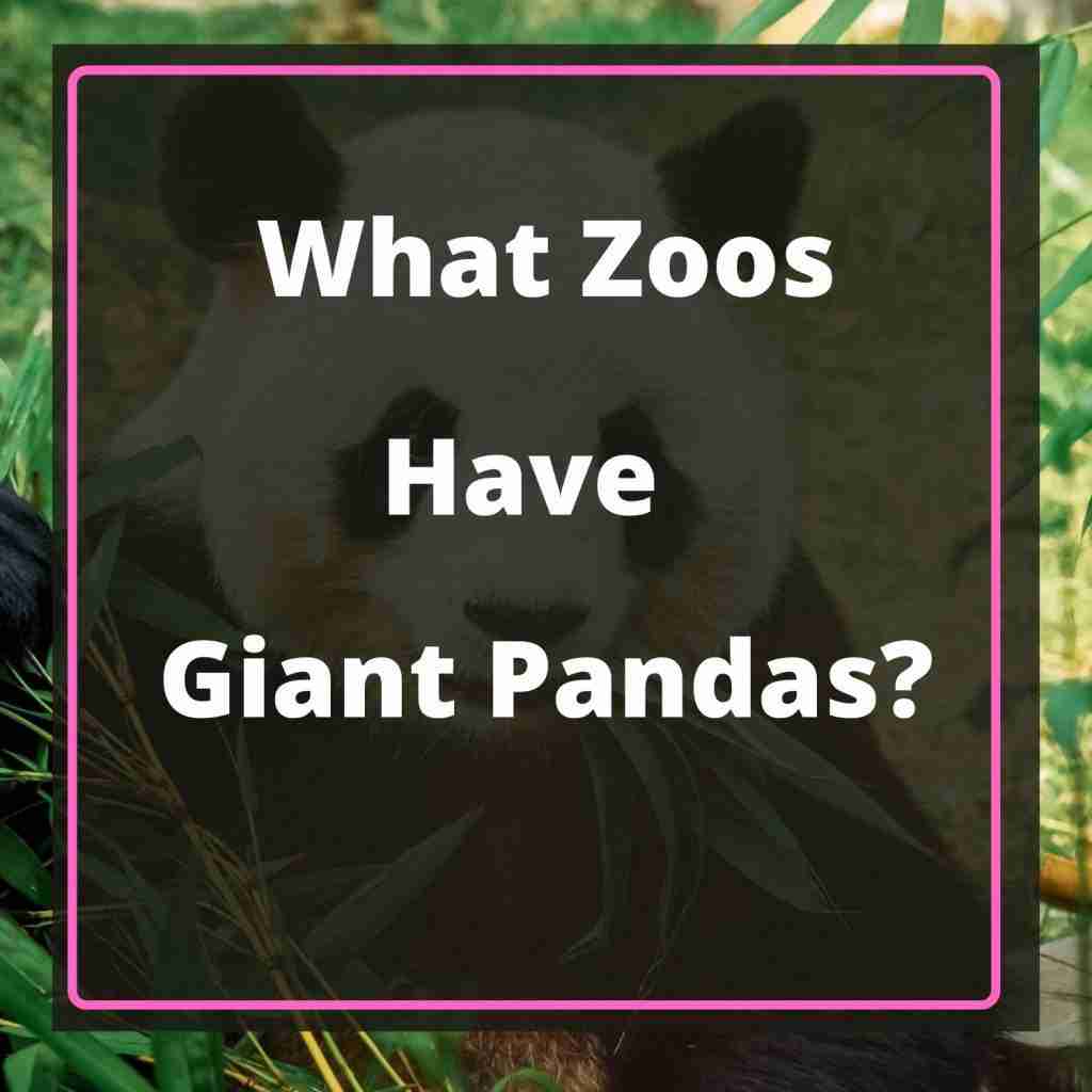 What Zoos Have Giant Pandas? (6 Zoos To Visit)