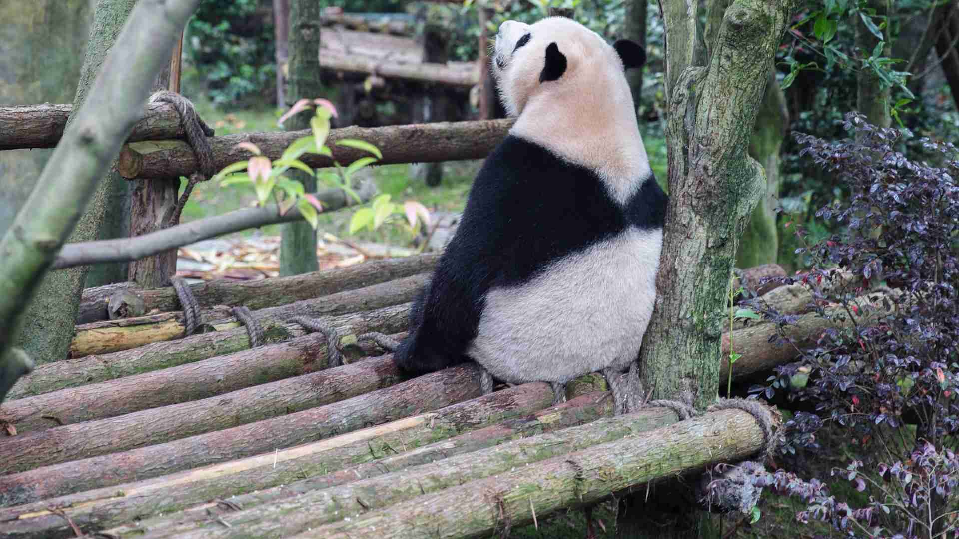 What Zoos Have Giant Pandas? (6 Zoos To Visit)