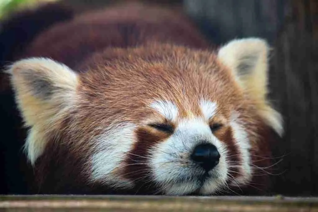 A red panda sleeping during the day