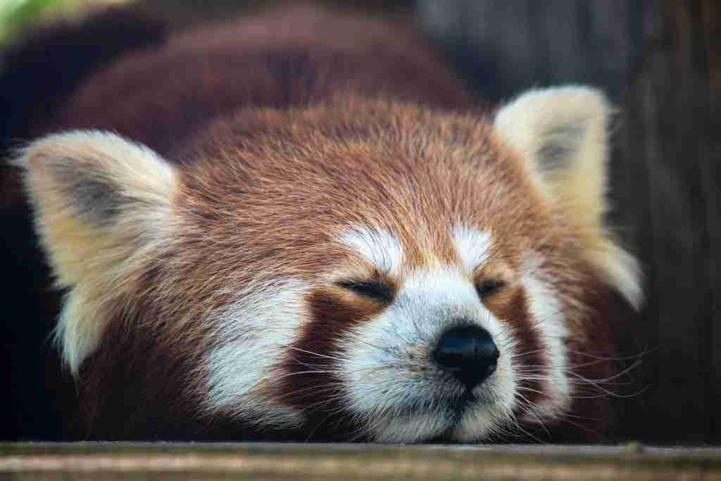 A red panda sleeping during the day