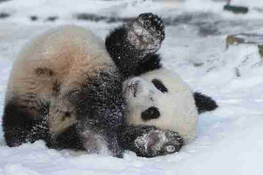 A picture showing a giant panda camouflaging in snow