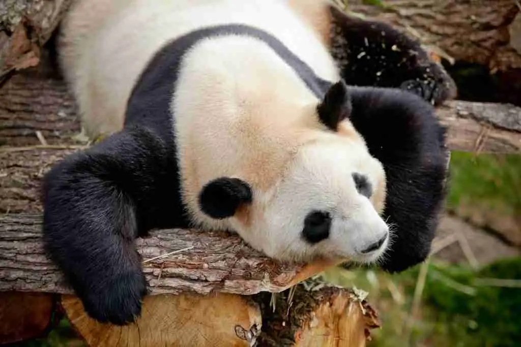A picture of a giant panda with black and white patches