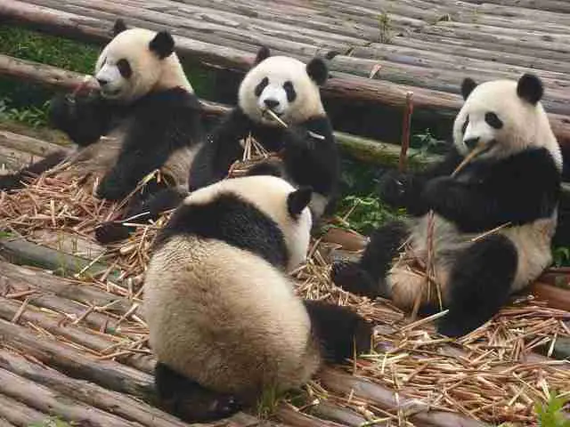a group of giant pandas eating bamboo lazily in their enclosure