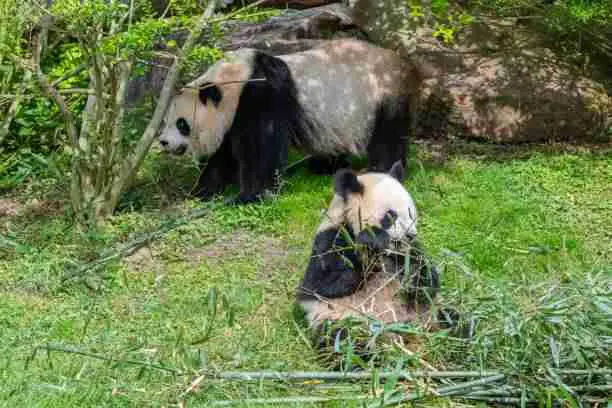 Baby Panda Staying with it's mother panda