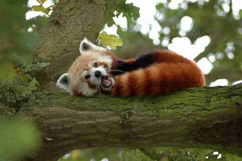 red panda the fox bear