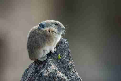 Pika - Smaller Animal Giant Pandas Eat