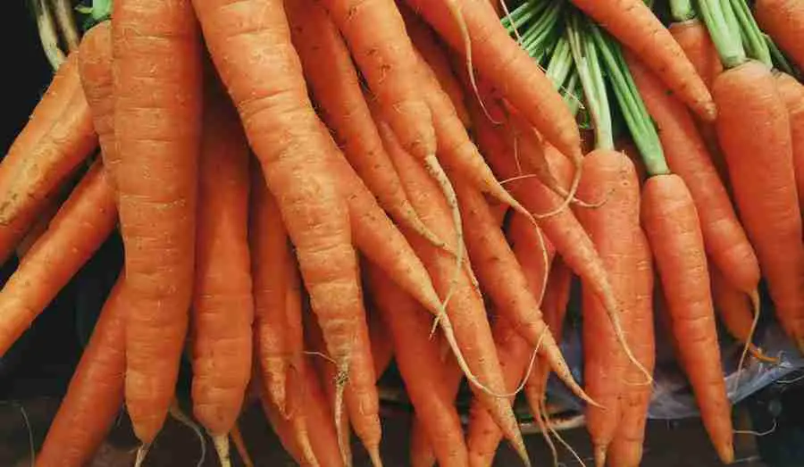 Carrots - Vegetables Giant Pandas Eat