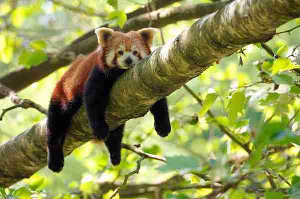 Why Red Pandas Are Endangered: 5 Shocking Reasons Why