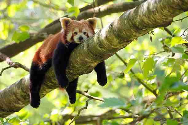 Red Panda In Limited Trees Due to Deforestation