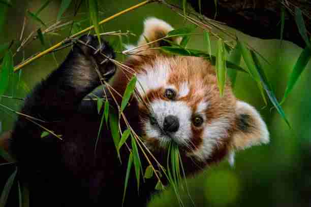 Red Pandas' Bamboo Diet - Cannot Be Replaced with Any other Food