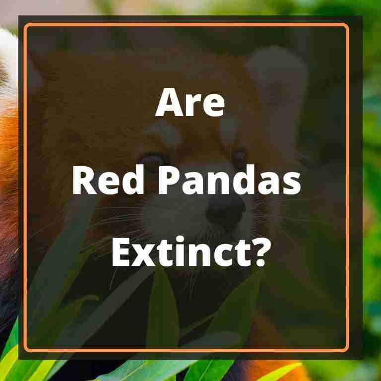 Are Red Pandas Extinct? [Explained]