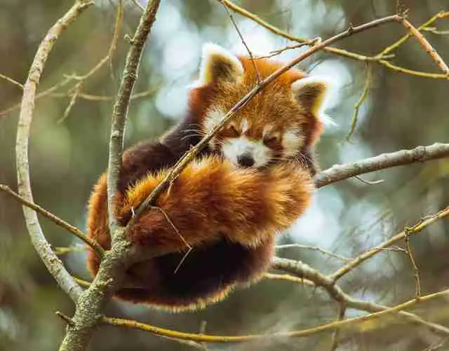 a red panda sleeping quietly on the branch of a tree